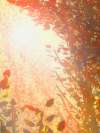 Sunrays