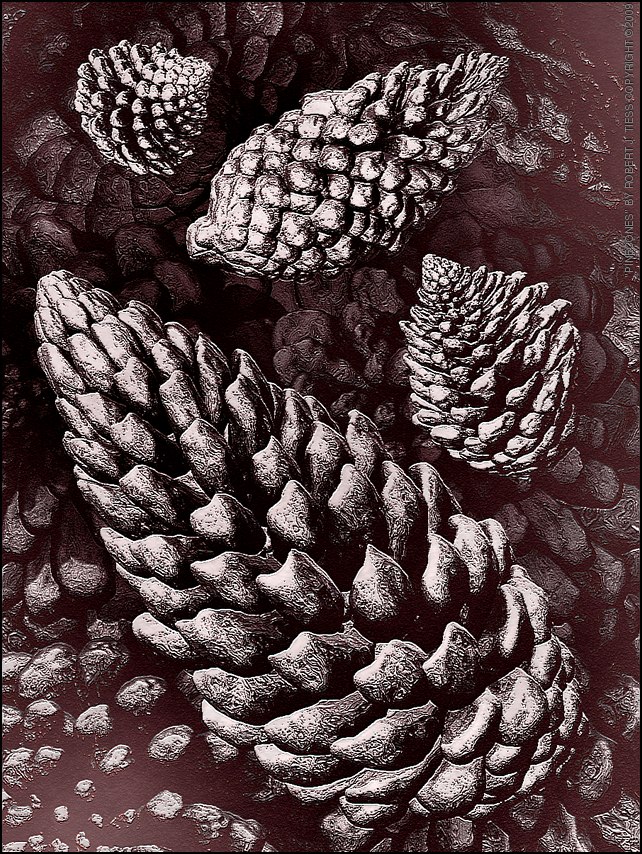 Pinecones - By Robert J. Tiess