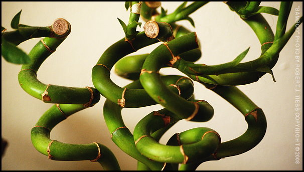 Bamboo (2) - By Robert J. Tiess