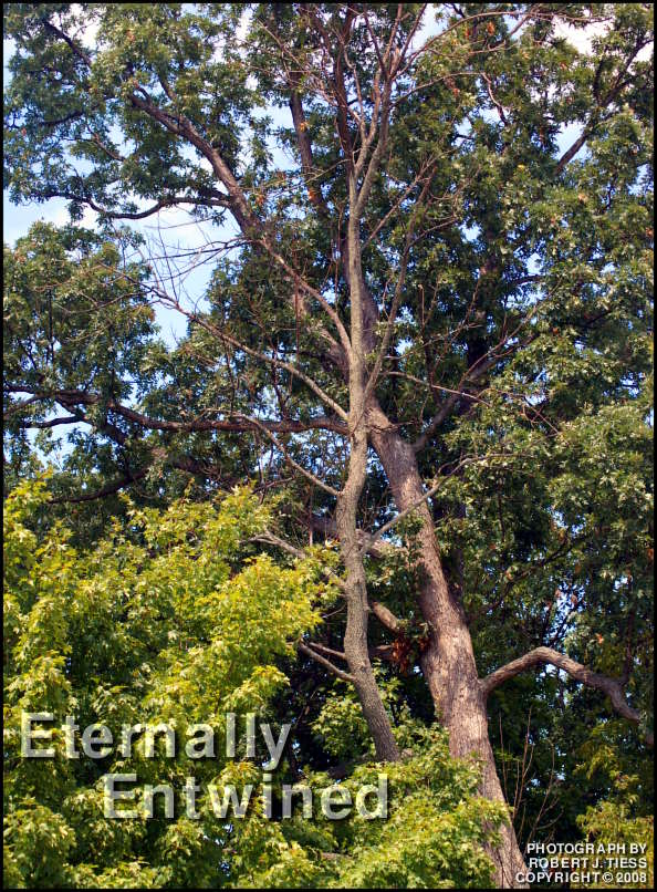 Eternally Entwined - By Robert J. Tiess