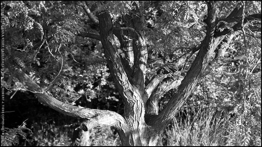 Every Tree Has a Story; Each Leaf Its Own, Too - By Robert J. Tiess