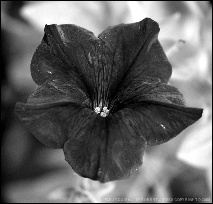 Fleur Du Mal - By Robert J. Tiess
