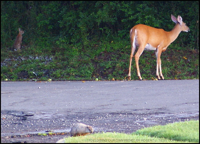 Following Our Own Paths - By Robert J. Tiess