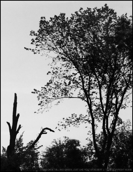 I Was Once Tall and Green Just Like You - By Robert J. Tiess