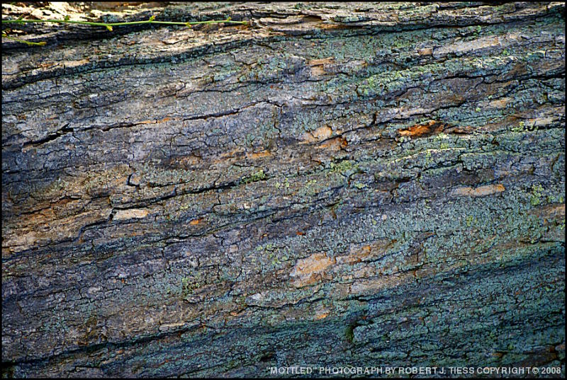 Mottled - By Robert J. Tiess