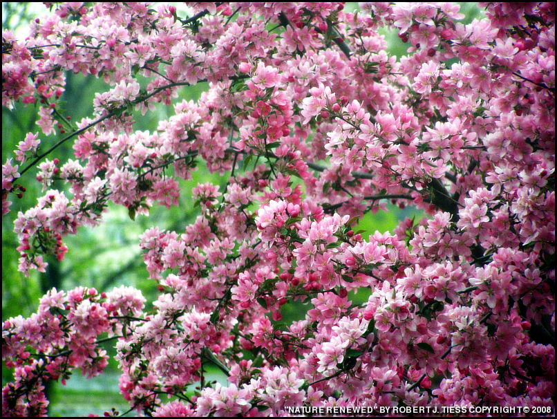 Nature Renewed - By Robert J. Tiess