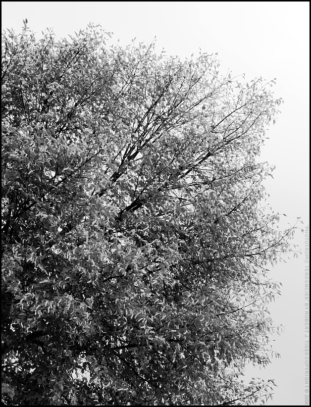 Phototropic Tendencies - By Robert J. Tiess
