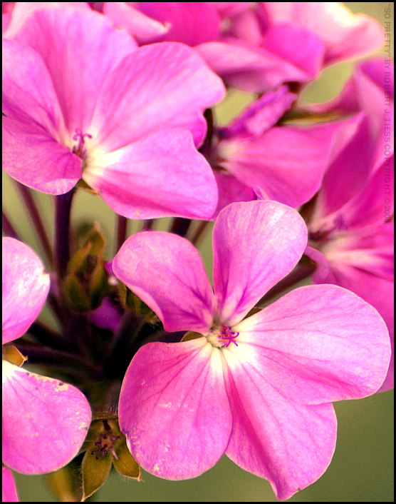 So Pretty - By Robert J. Tiess