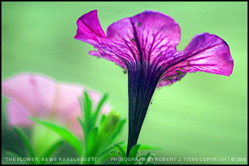 The Flower as We Rarely See It - By Robert J. Tiess