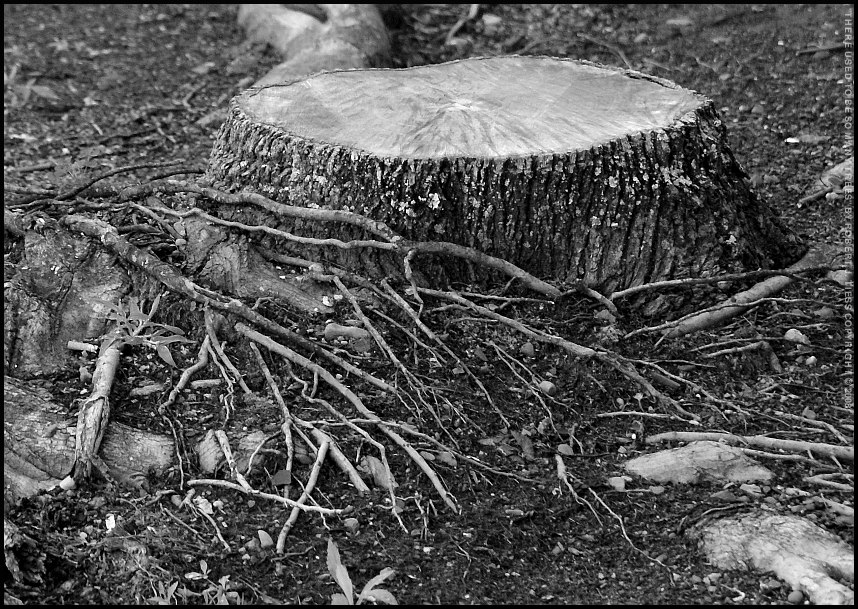 There Used to Be So Many Trees - By Robert J. Tiess
