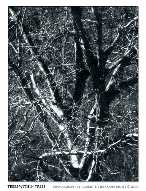 Trees within Trees - By Robert J. Tiess