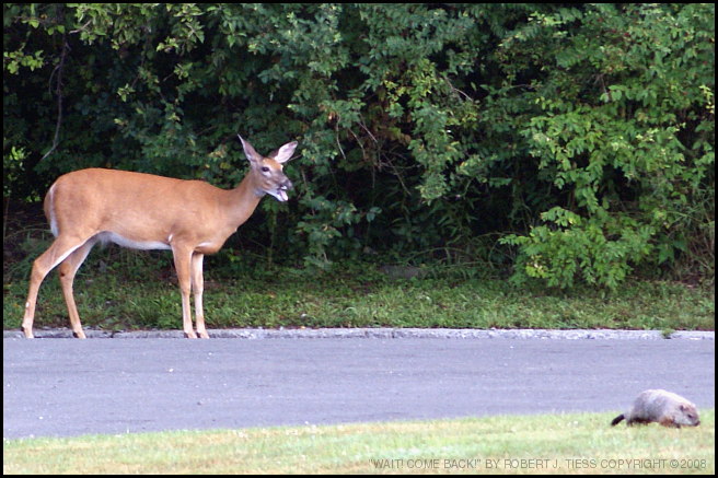 Wait! Come Back! - By Robert J. Tiess