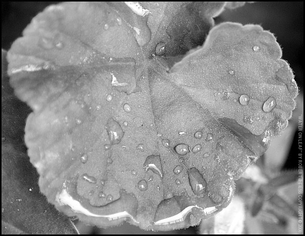 Water on Leaf - By Robert J. Tiess