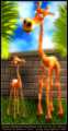 Giraffes