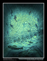 Trawling Devastates Marine Life and the Sea