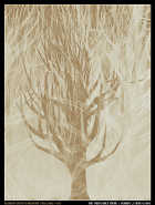 The Trees Once There